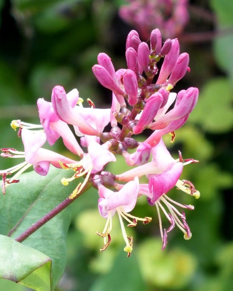 Honeysuckle