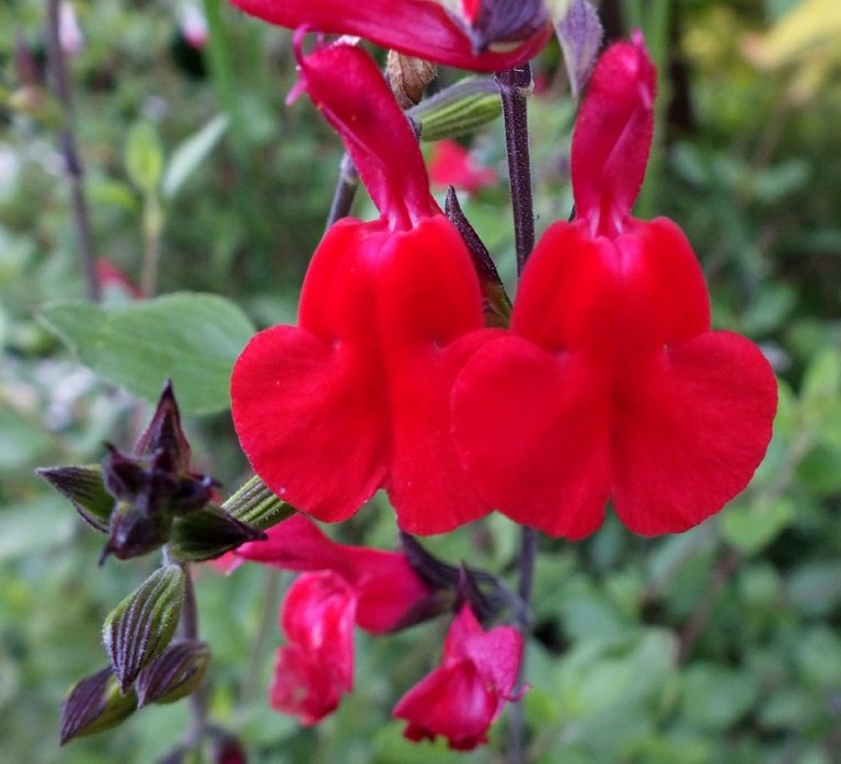 Salvia