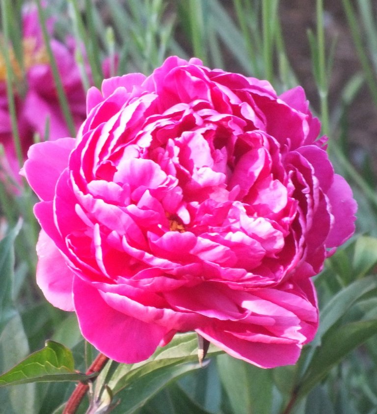 Peony