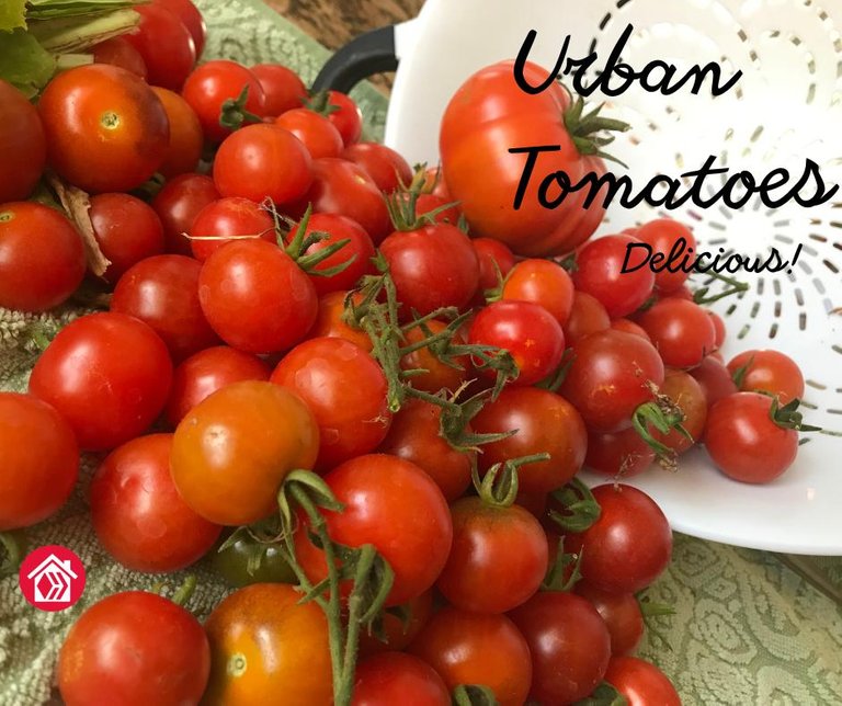 Urban Tomatoes.png