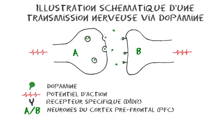 Illustration de la transmission d’un message nerveux de A vers B