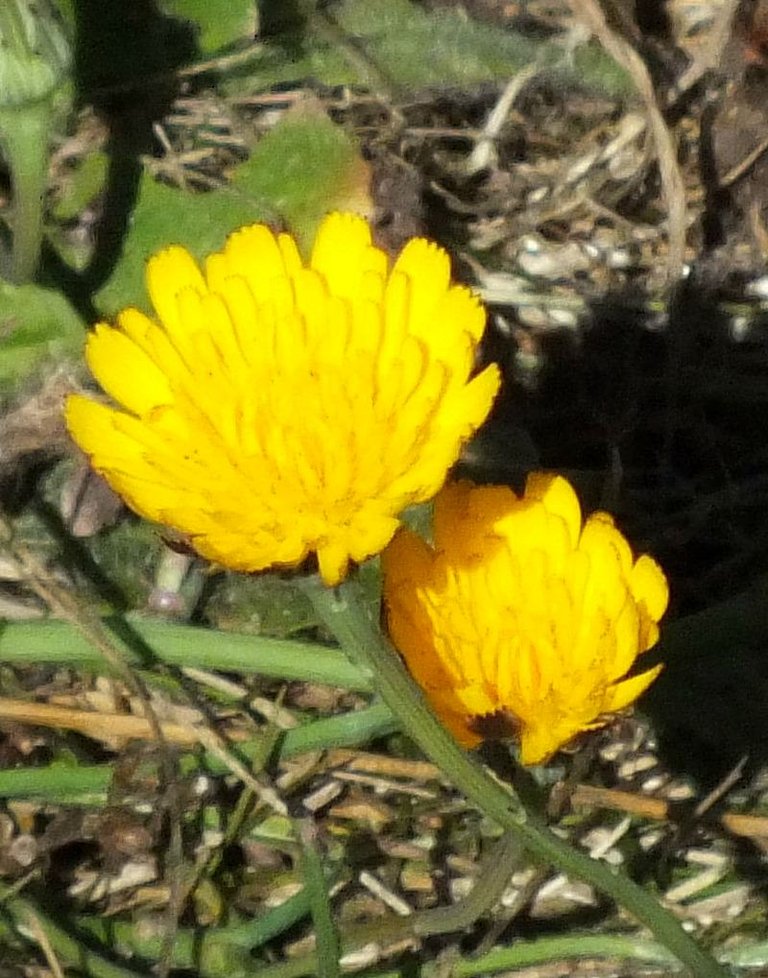 YellowFlowers