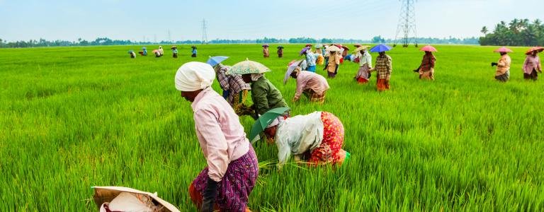 RS2085_foodagriculturetopic.jpg