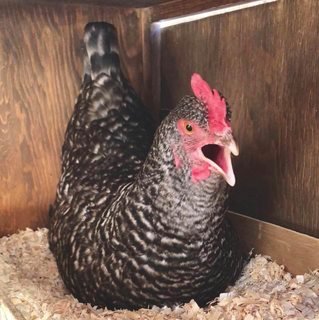 farmstead farmsteadsmith chicken yelling cuckoomarans marans