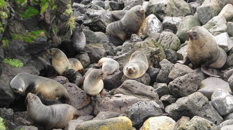 Fur seals