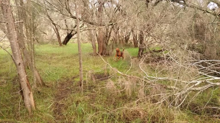 Scrunchy the dog in Canning River Park