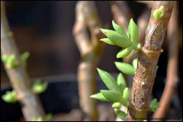 Crassula tetragona, new growth