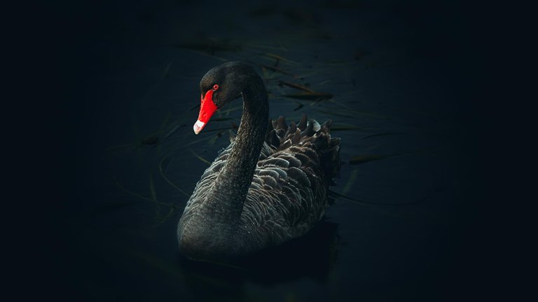 blackswan0048hd.png