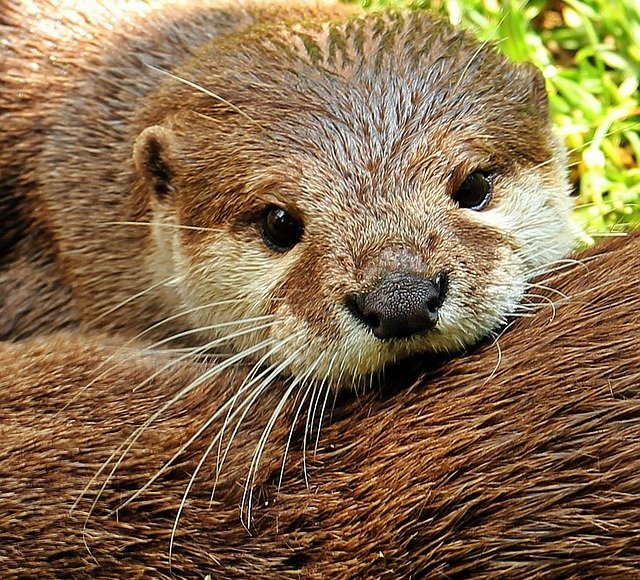 otter1438378_640.jpg