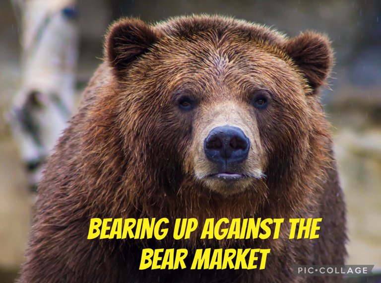 Bearing up against the Bear Market / Ankämpfen gegen den Bärenmarkt