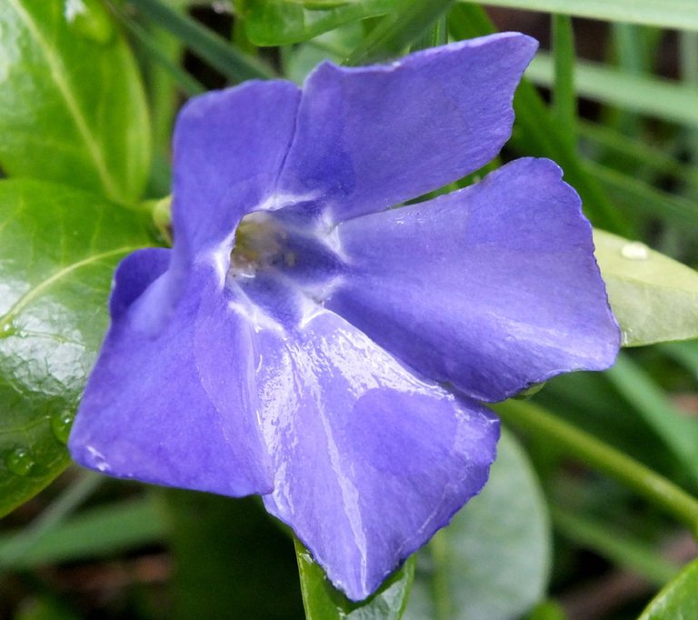 Vinca