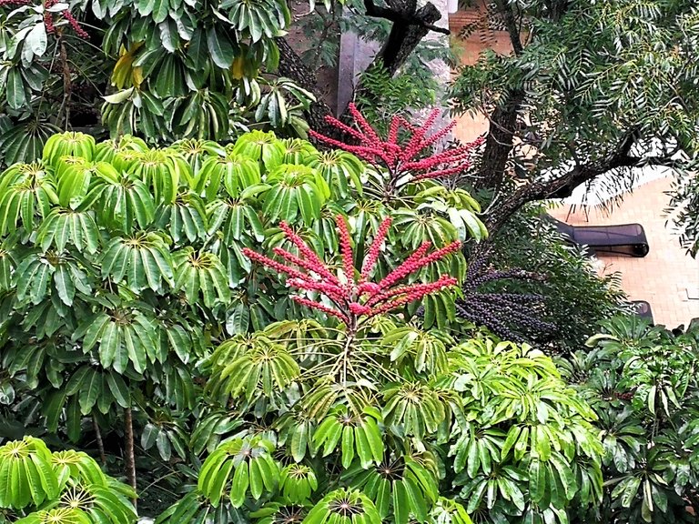 Flowering trees in Lusaka