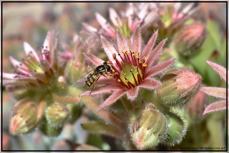Sempervivum with Hover Fly