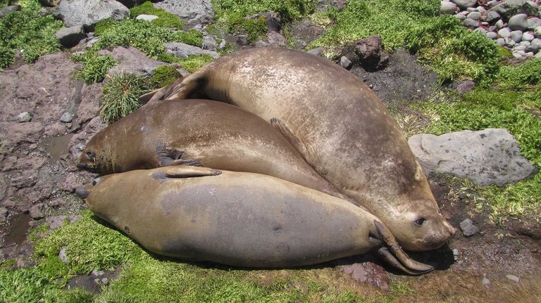 Elephant seals