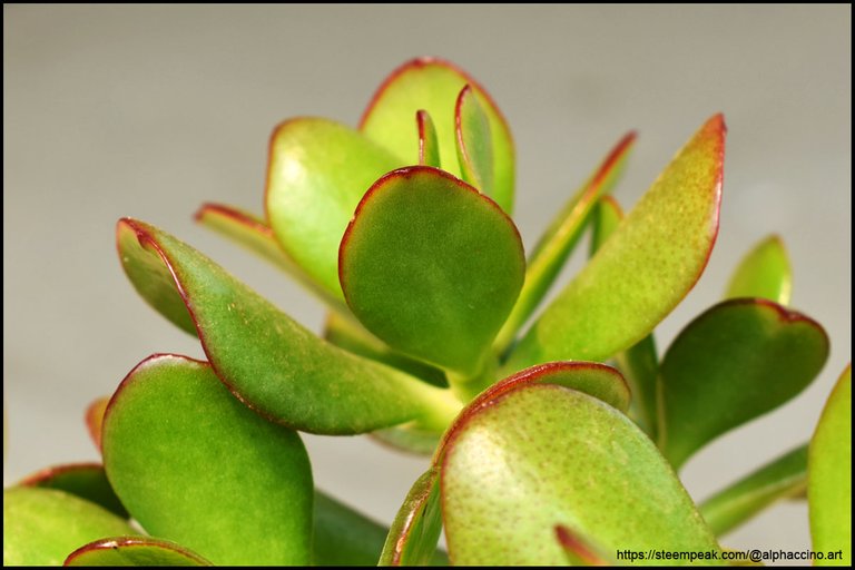 Red-tinged leaves