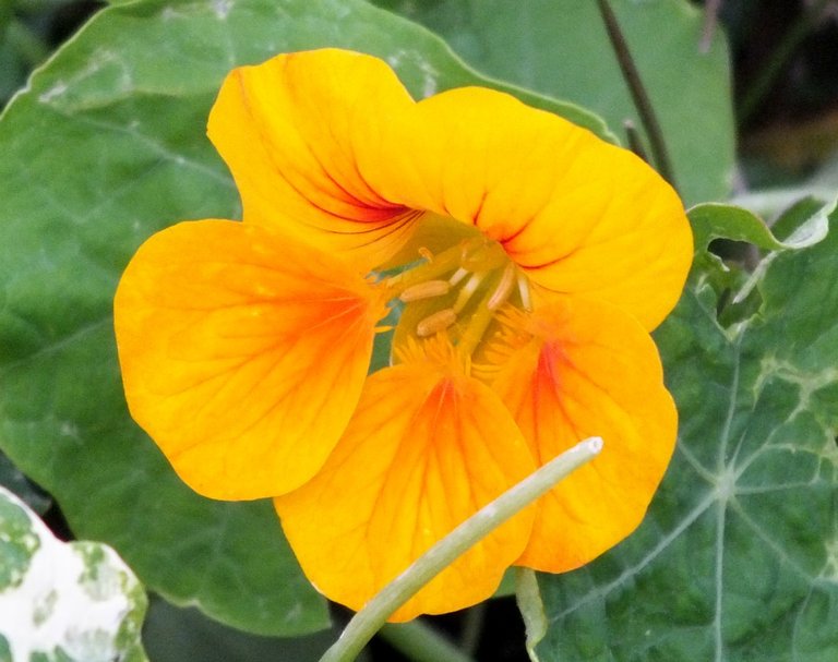 Nasturtium