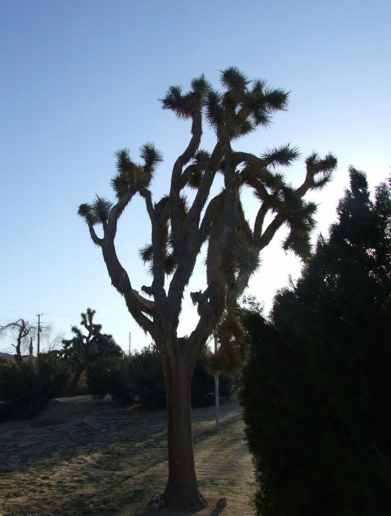 JoshuaTree