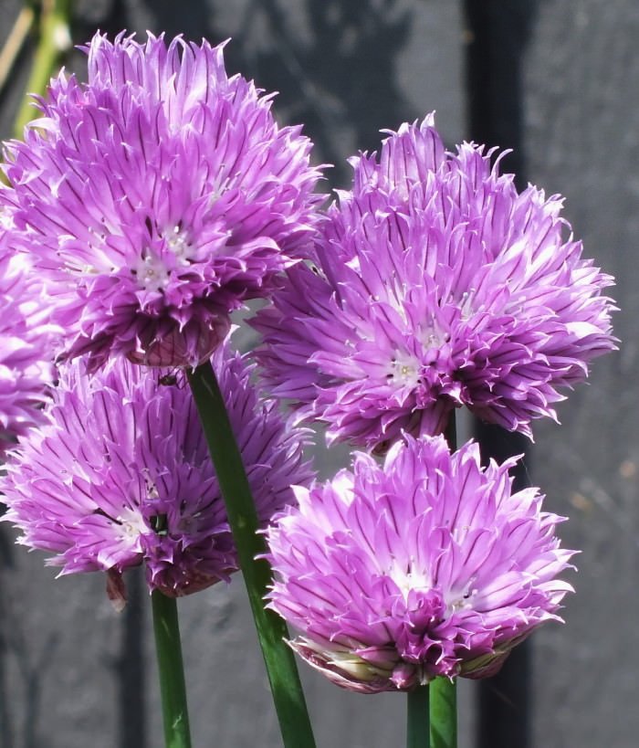 Chives