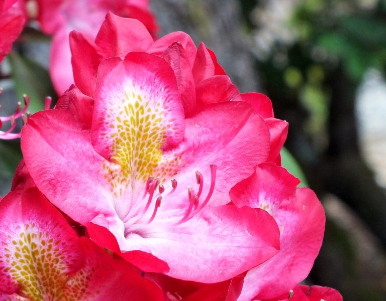 Rhododendrons