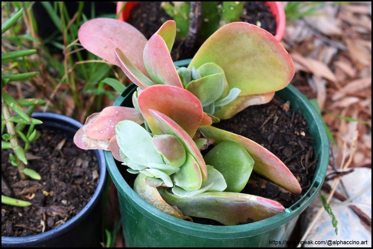 The Succulent known only as 'Flapjack'