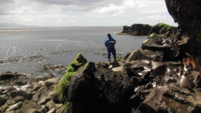 Thando doing penguin count on Marion Island