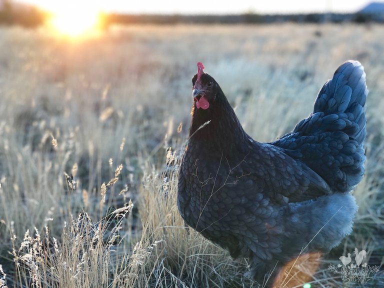 farmstead farmsteadsmith sunset langshan chicken