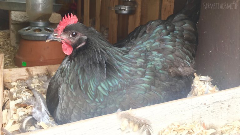 farmsteadsmith farmstead broody chicken australorp