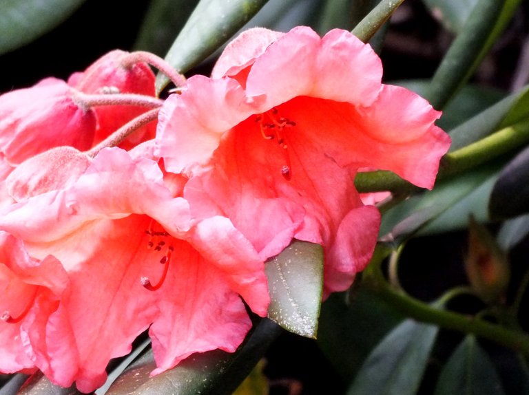 Rhododendrons