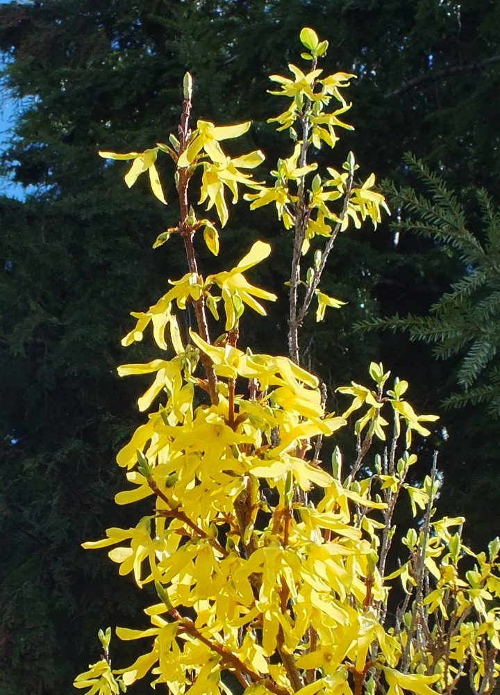 Forsythia