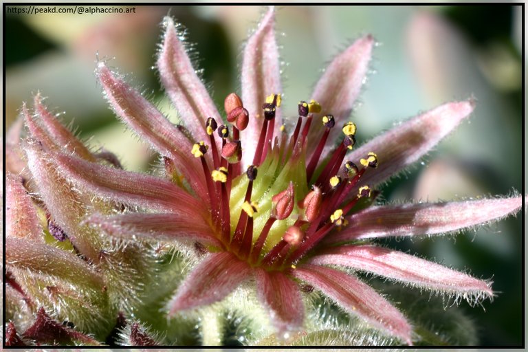 Sempervivum, flower
