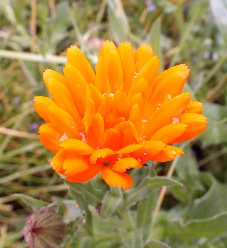 Calendula