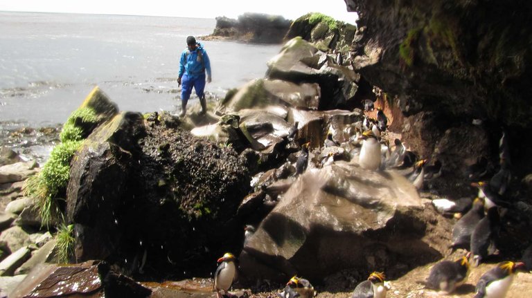 Thando doing penguin count on Marion Island