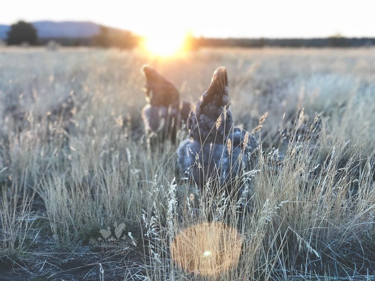 farmstead farmsteadsmith sunset chickens langhsan