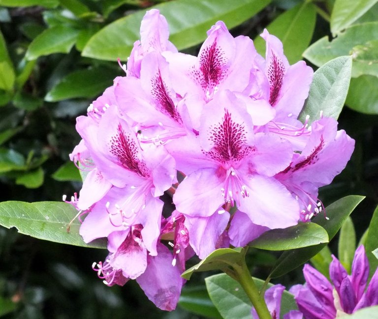 Rhododendrons