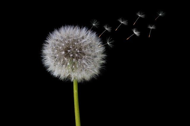 Pusteblume