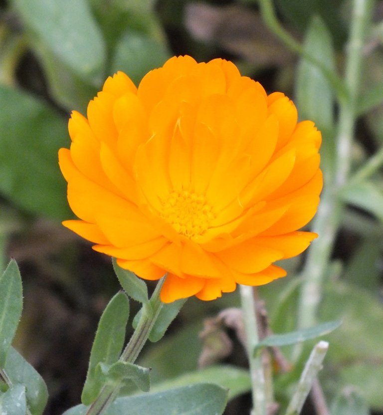 Calendula