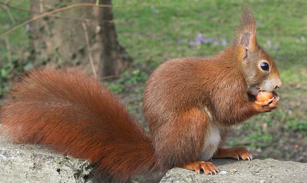 squirrel-nut1