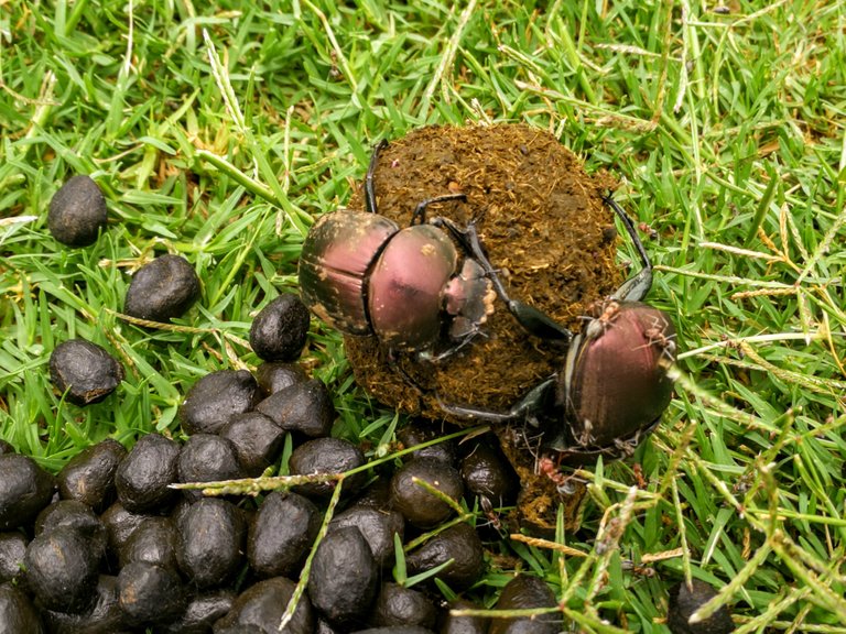 Dung beetle