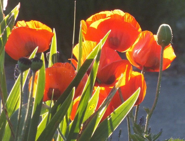 Poppies