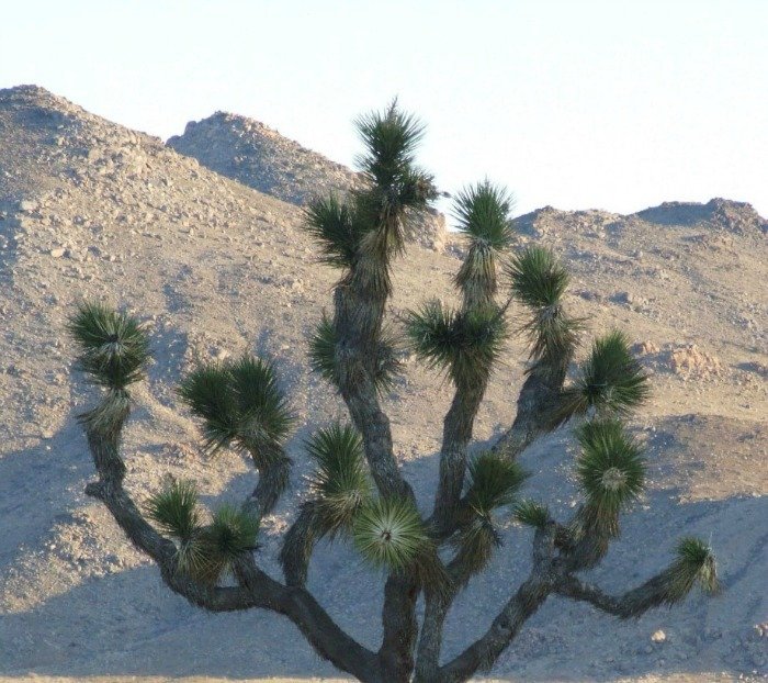 JoshuaTree