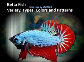 Betta Fish