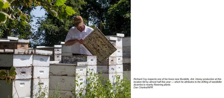 Richard Coy dicamba honey losses