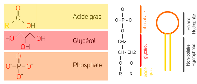 Phospholipide