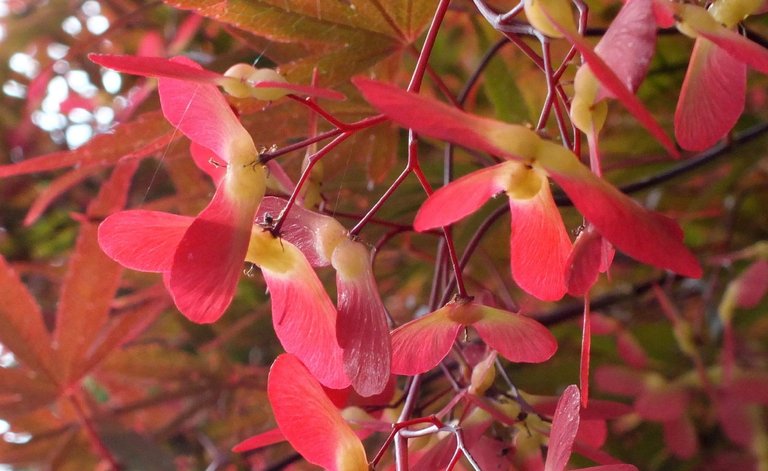 JapaneseMaple