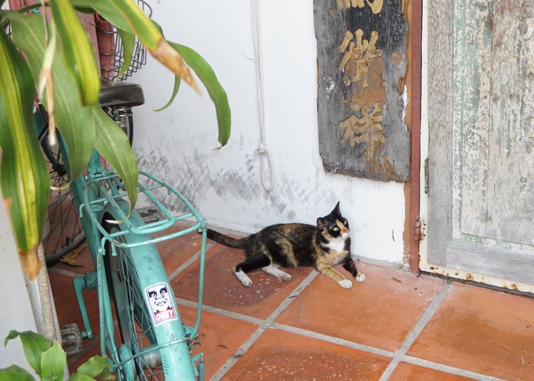 Penang Cat