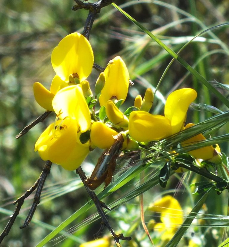 ScotchBroom