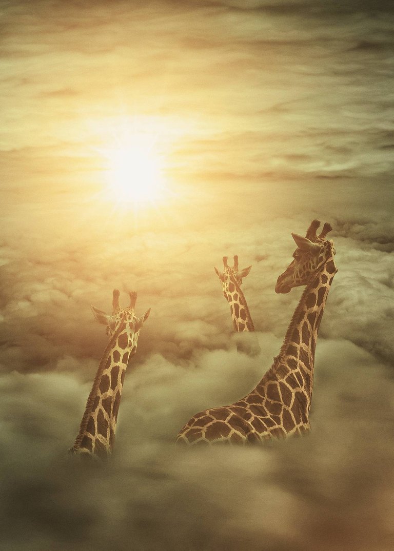 If you grow... you can eventually have your head up in the clouds