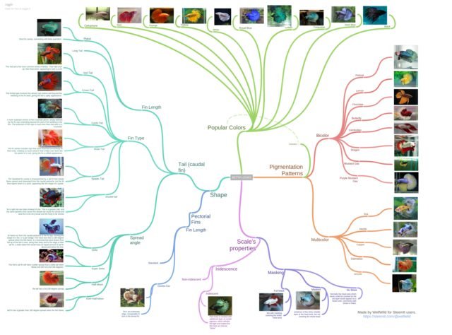 Betta Types Mind Map by WellWild