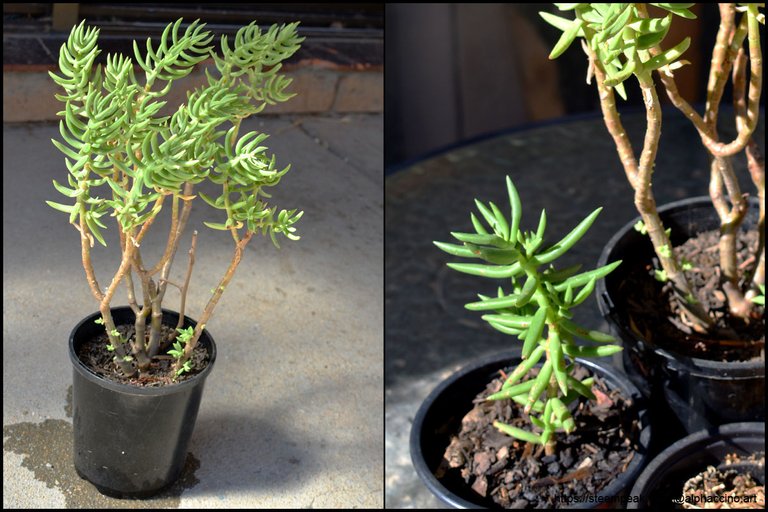 Crassula tetragona (miniature pine tree)