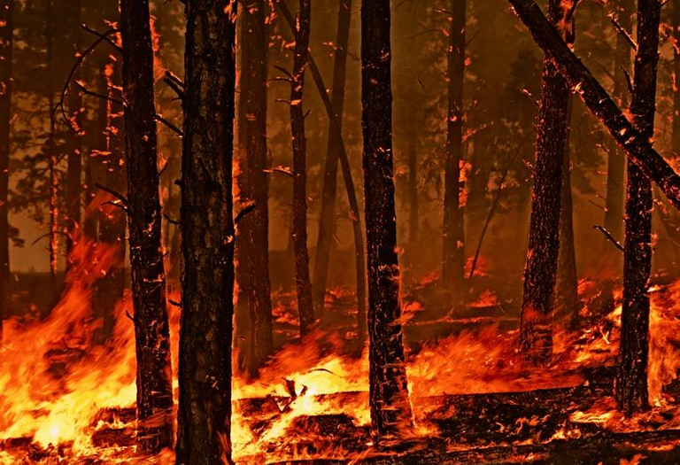 Fonte: http://alert-conservation.org/issues-research-highlights/2019/4/11/a-saga-of-palm-oil-international-conflict-and-forest-destruction